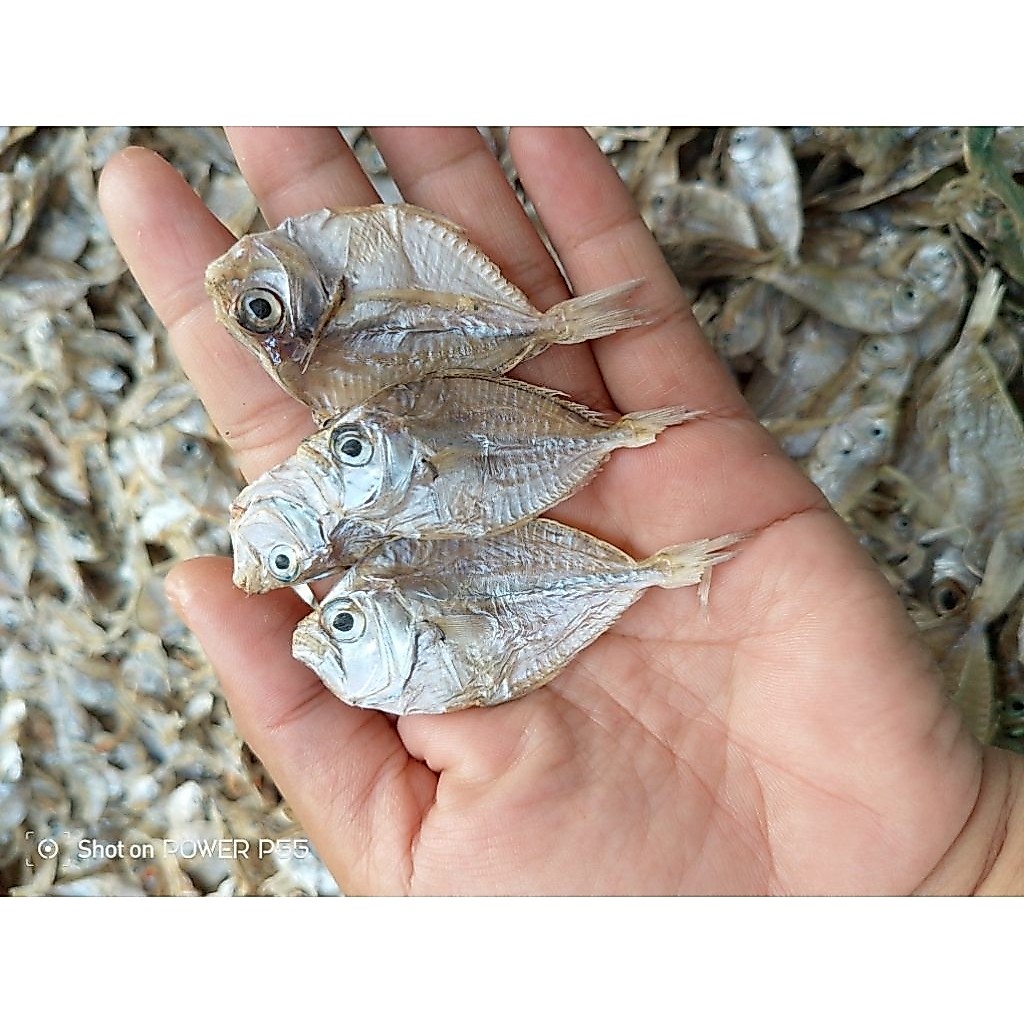 ikan petek dodok tawar kecil super