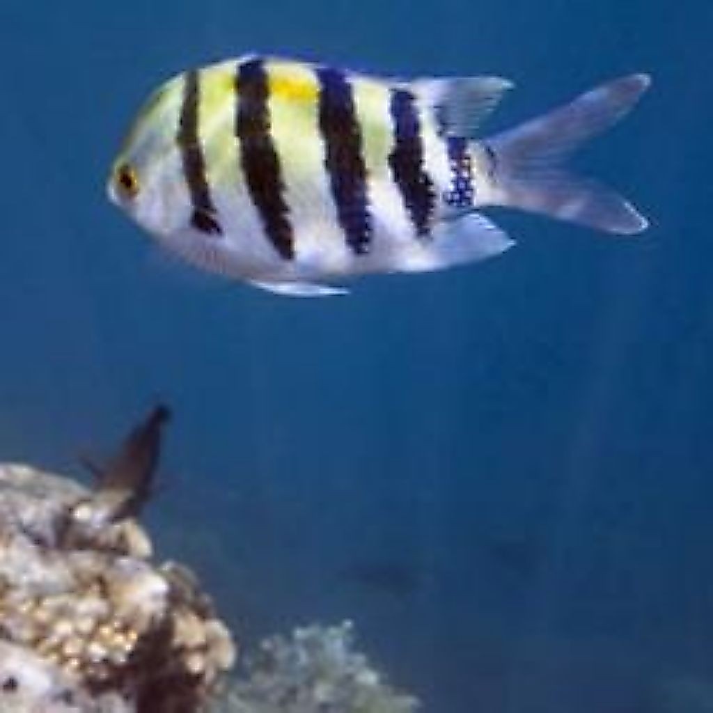 Ikan Hias Air Laut Jenis Betok Sersan Mayor