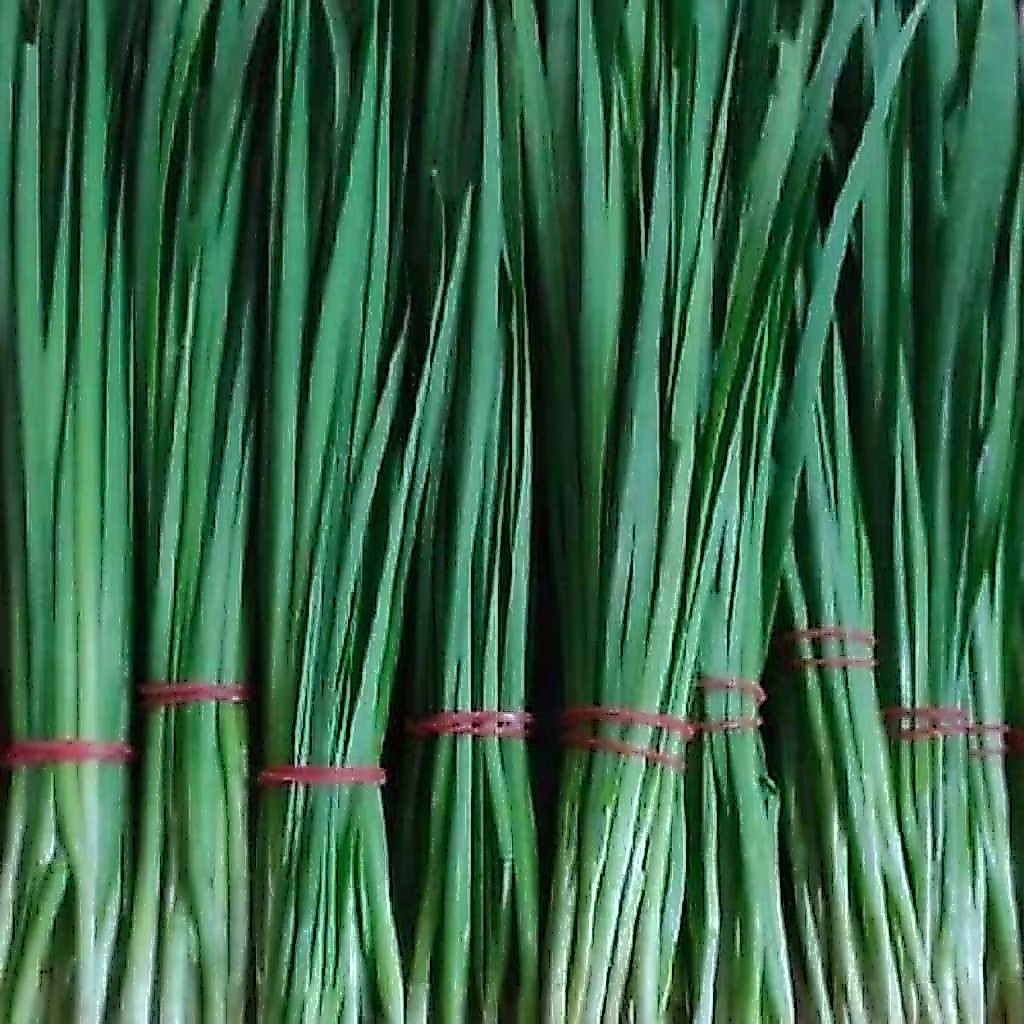 Daun Kucai segar 1kg