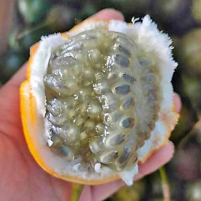 buah markisa manis 1kg