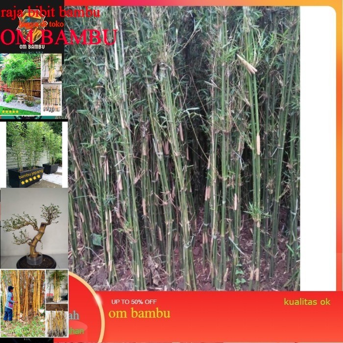 bambu cina tanaman bambu cina tanaman hias bambu cina bambu cina PROMO