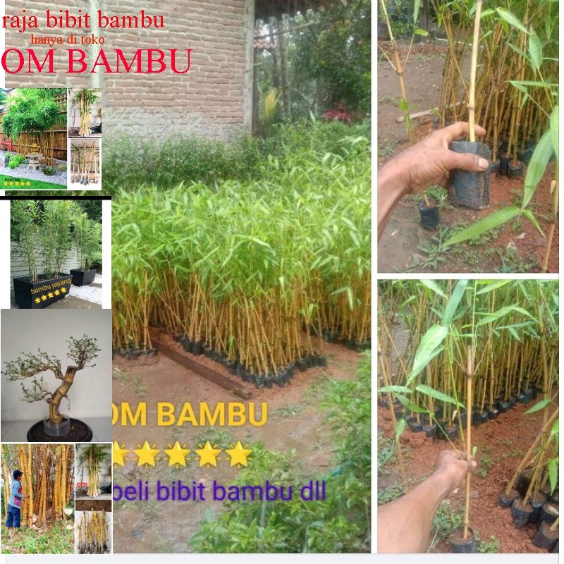 Bibit bambu kuning tanaman hias/bibit bambu kuning tanaman hias mini