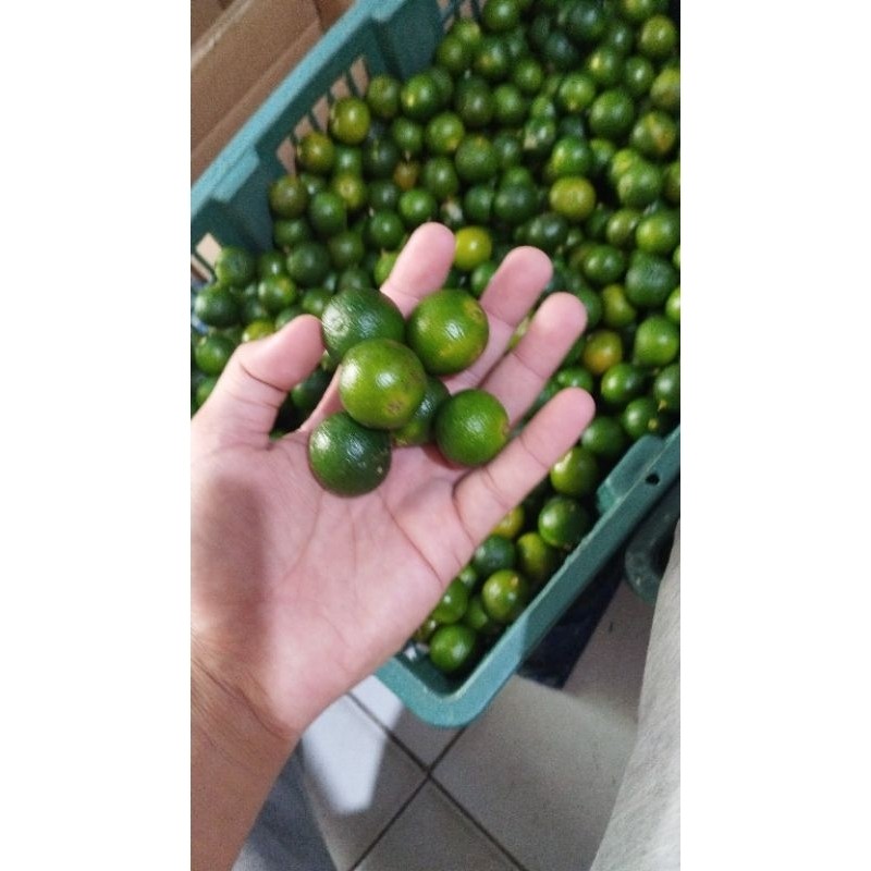 

1 Kg ( sedang- besar ) sonkit / jeruk kasturi / kalamansi
