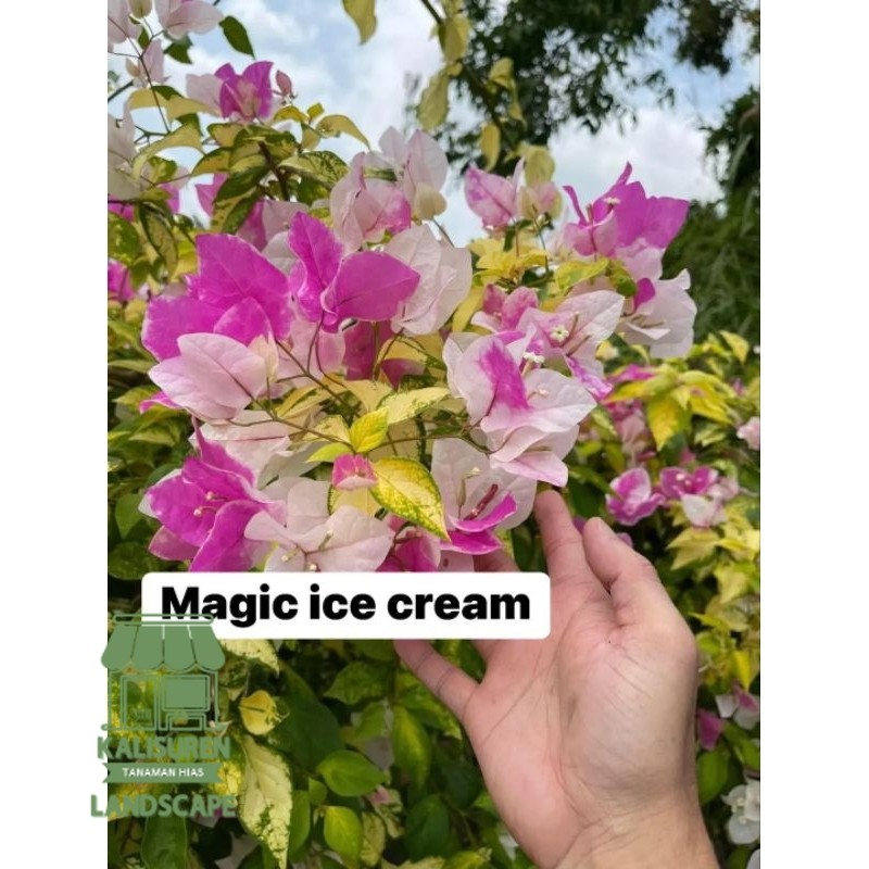 ( BISA BAYAR DI TEMPAT ) Bougenvile sakura magic ice cream