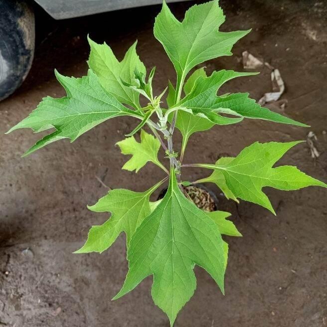 Bibit Tanaman Insulin Herbal | Bibit Daun Insulin Siap Tanam