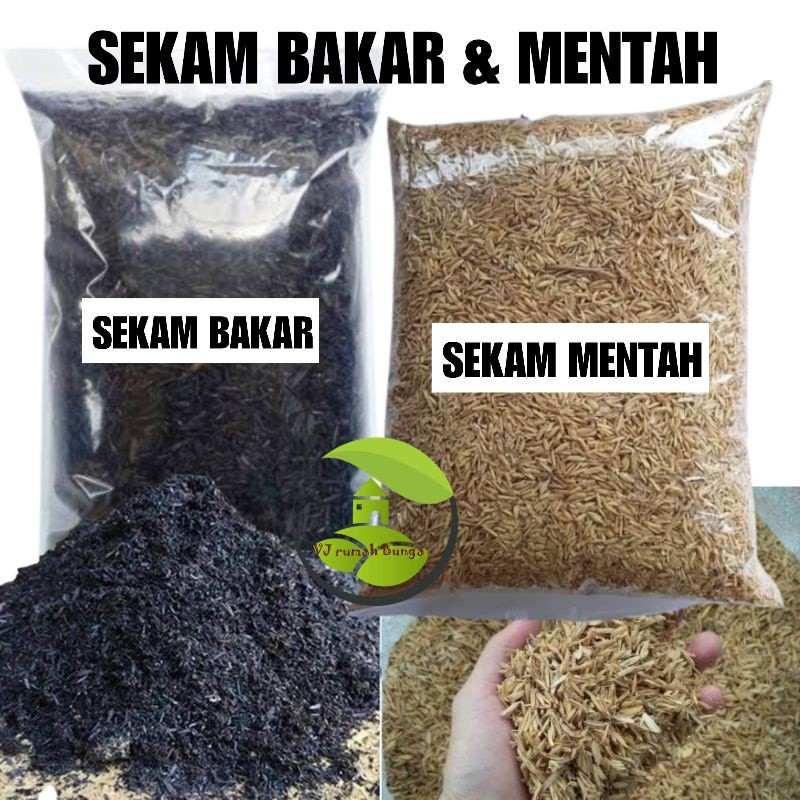 Sekam Bakar Sekam Mentah FERMENTASI