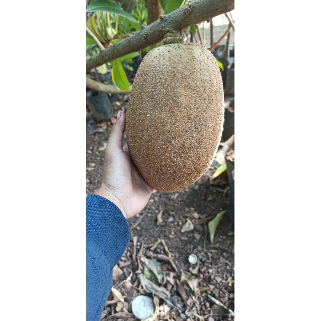 

Buah Mamey Sapote Kywest,Magana,Lorito