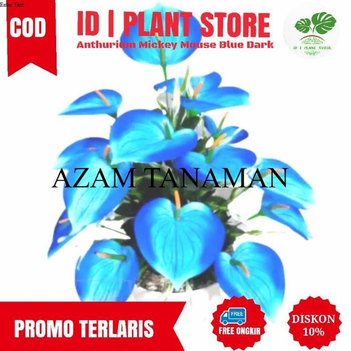 tanaman hias anthurium Mikimouse bunga biru tanaman hidup anthurium