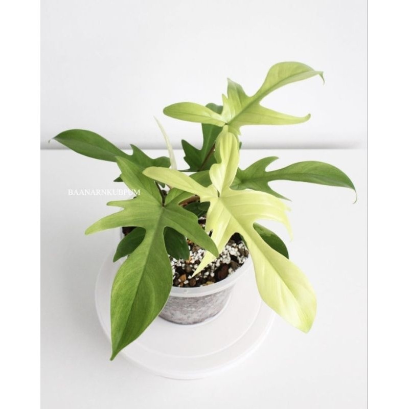 Tanaman hias philodendron florida ghost mint-pohon florida Ghost mint