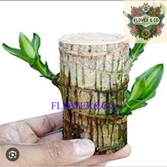 (PROMO BISACOD)hanjuang bonsai (brazilian wood : dracaena fragrance ) -bahan bonsai brazilian Wood -