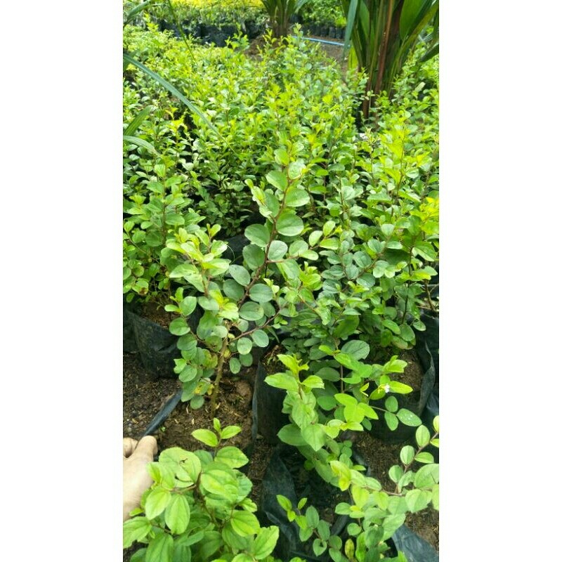 Bibit Pohon Bidara Arab Sidr / Benih Pohon Bidara Arab / Tanaman Bidara Arab