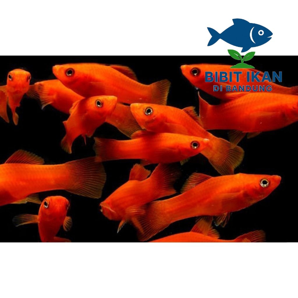molly merah per 50 ekor / ikan hias /  ikan molly