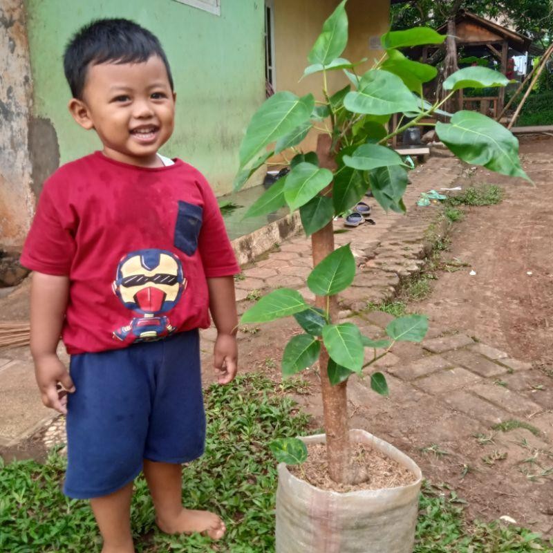 pohon bodi religiosa/ pohon body / pohon bodhi