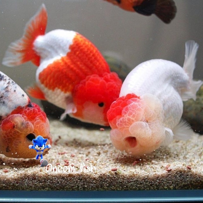 Ikan koki ranchu lionchu red white maskoki gold fish goldfish - 6-8 cm