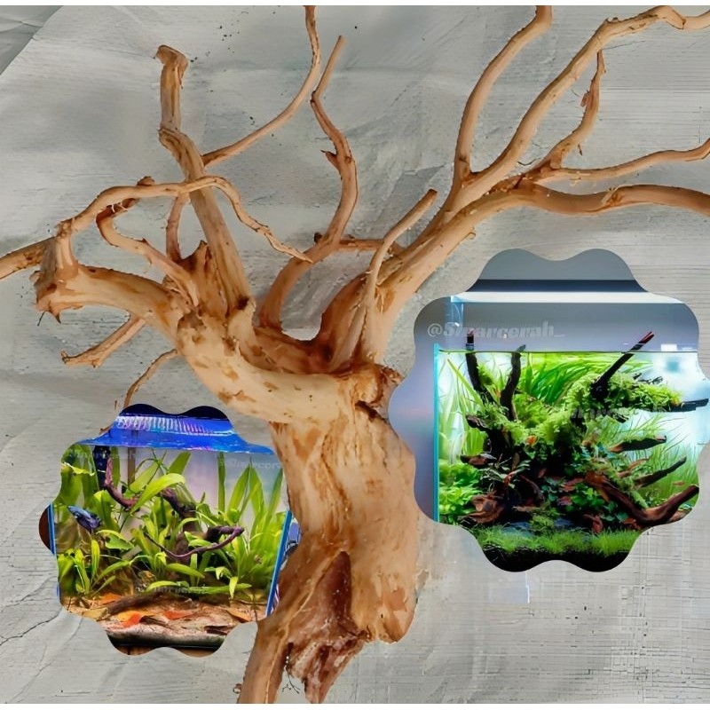 Murah Akar Rasamala Aquarium Aquascape/Akar aquarium Aquarium/akar kayu senggani