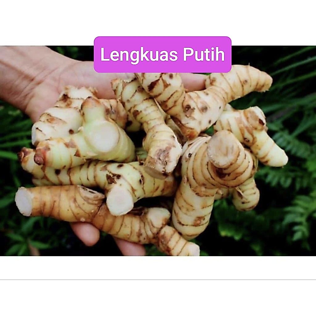 LENGKUAS PUTIH MURAH/MERAH