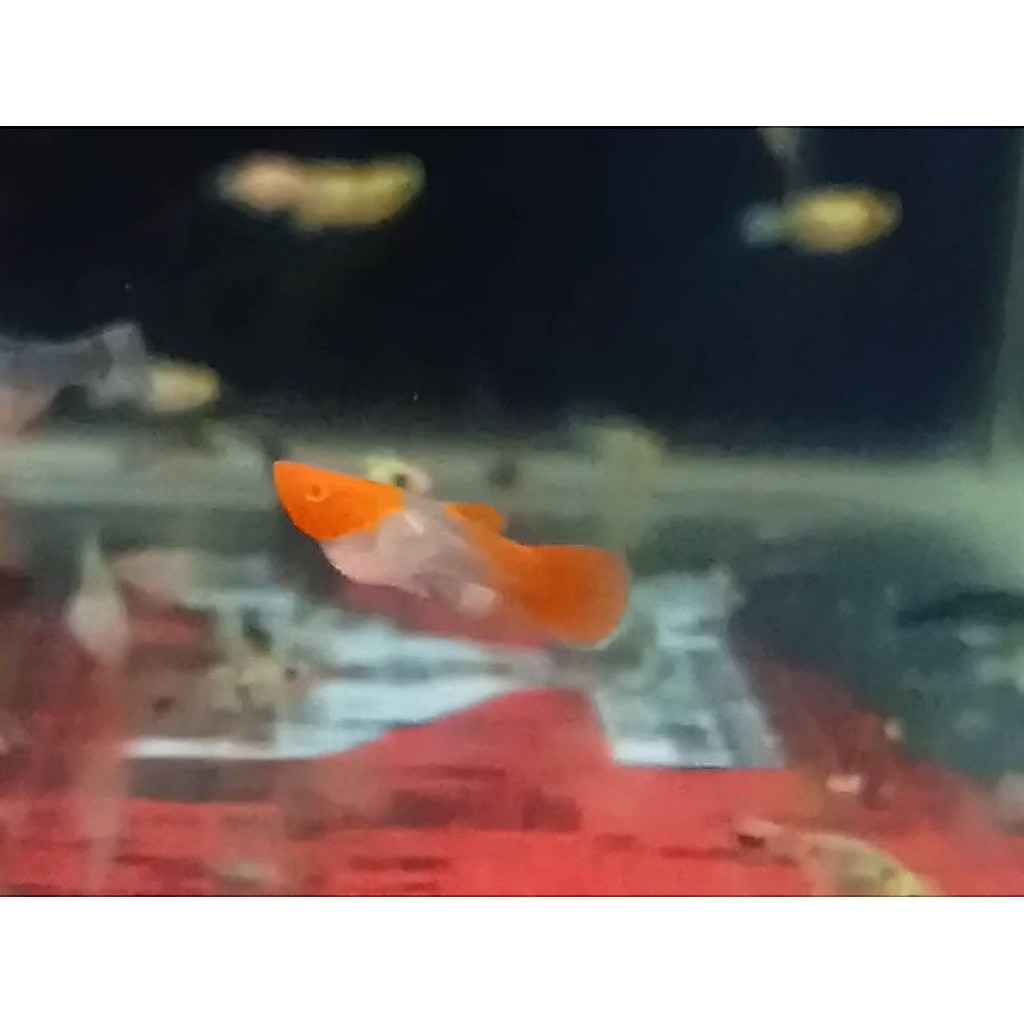 Guppy albino koi red ear