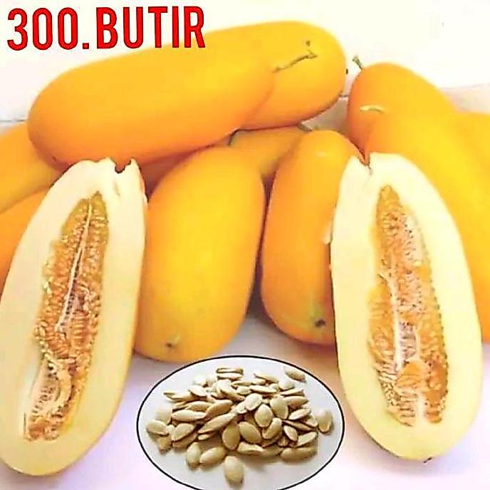 Parque - 300 Butir Benih Timun Suri Jumbo F1 Warna Kuning