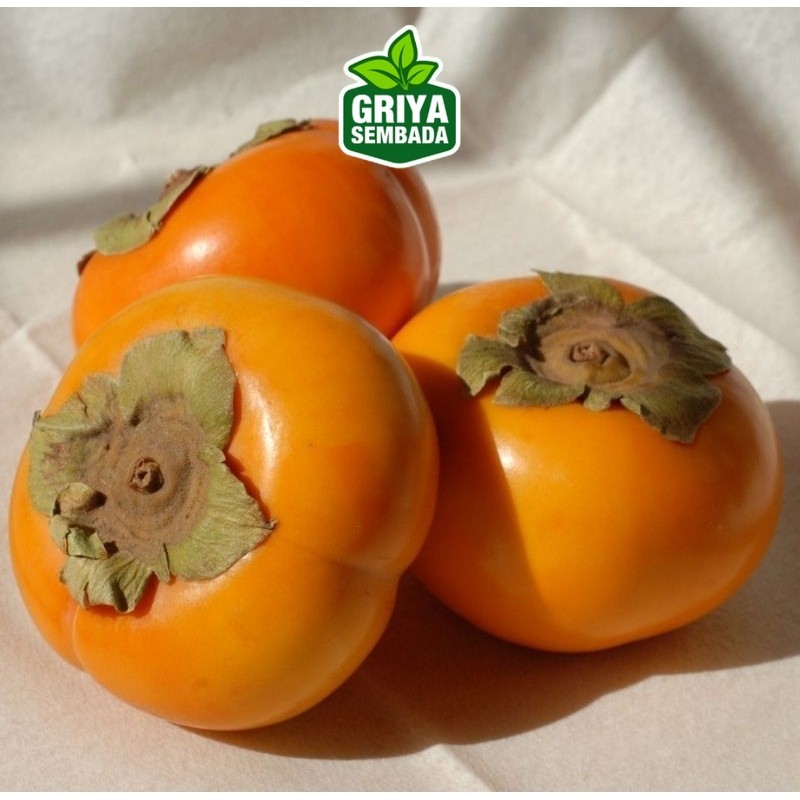 

Kesemek Import Fresh Griya Sembada