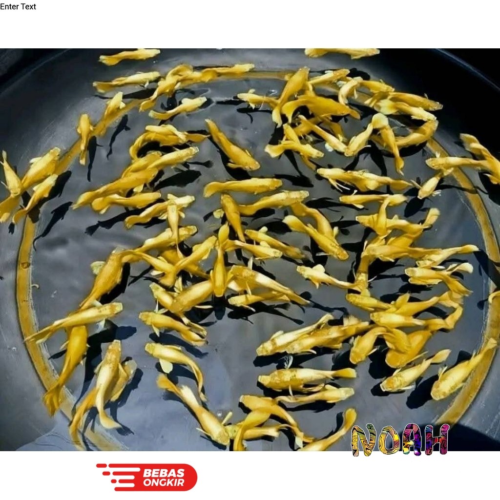 Isi aquarium Guppy Full Gold Super Gold  Remaja Sepasang