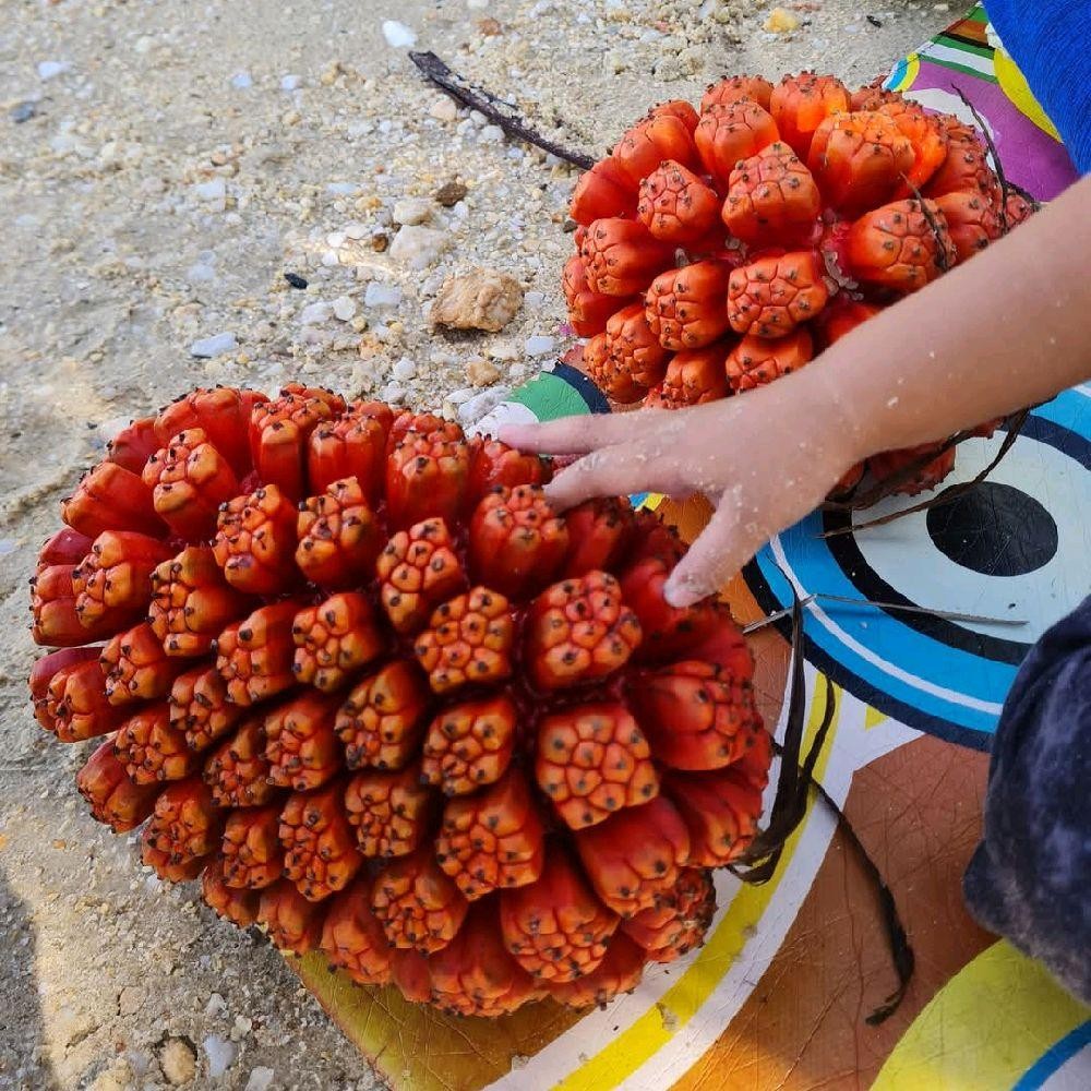 

Buah Pandan Laut Segar 1 Buah / Pandan Duri 1 Bonggol Makanan Frozen
