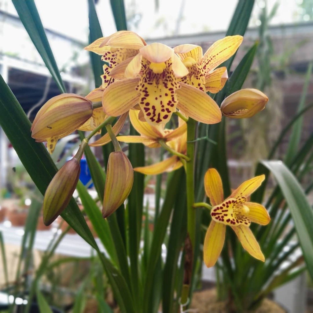 Anggrek Tanah Cymbidium Golden Tiger - Cymbidium Golden Boy Coklat