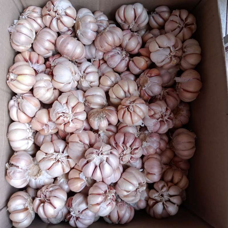 

Bawang putih 250 gr