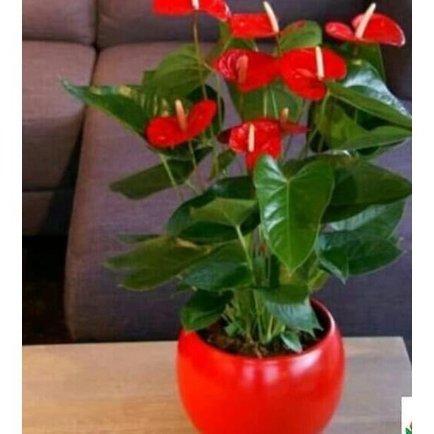 TANAMAN HIAS ANTHURIUM MICKEY MOUSE BUNGA MERAH - BUNGA ANTHURIUM - BUNGA HIAS - BUNGA HIDUP - TANAM