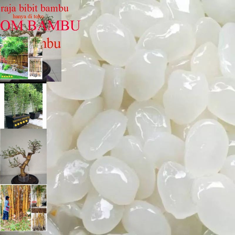 

kolang Kaling segar 500 gram kolang Kaling bahan manisan buah Atep