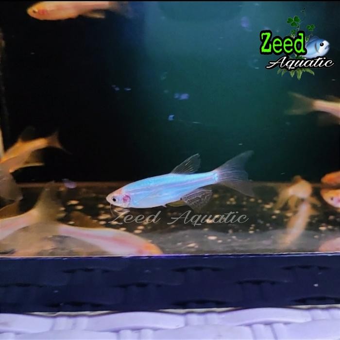 ikan hias air tawar Danio Blue Slayer Hiasan aquarium / aquascape
