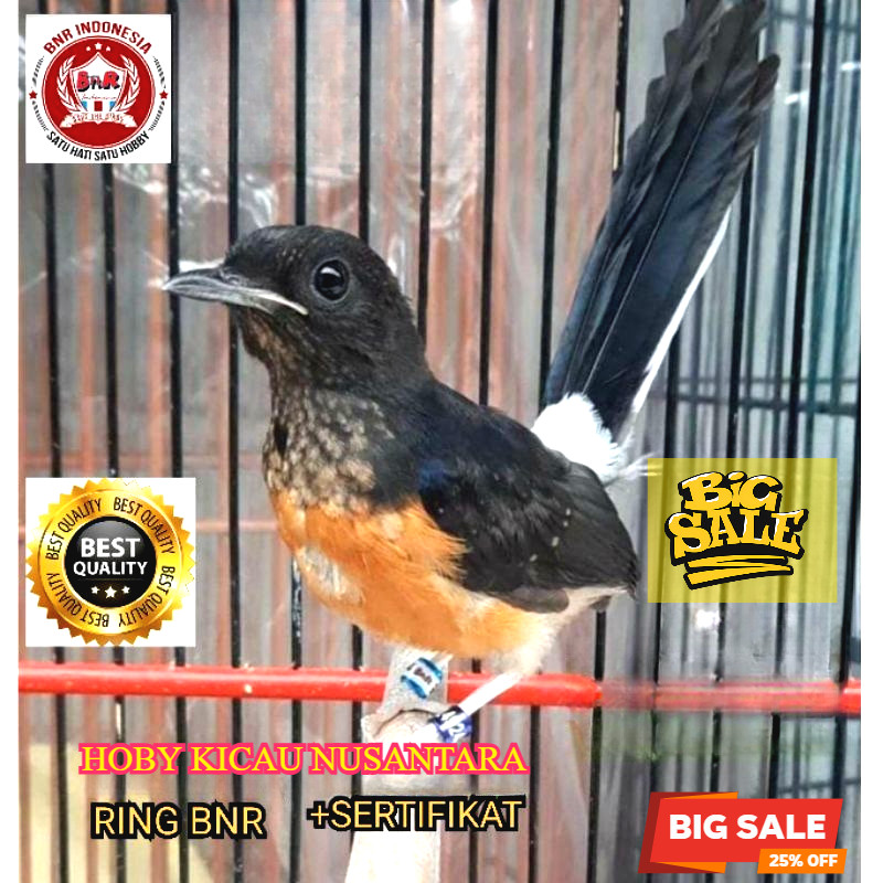 murai trotol istimewa RING BNR RING SERTIFIKAT RESMI RECOMENDED TERPERCAYA
