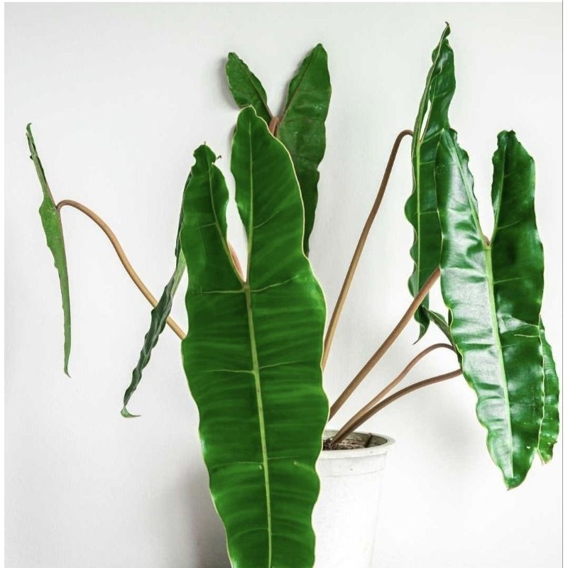 Tanaman hias kabel busi-philodendron bilitiae kabel busi