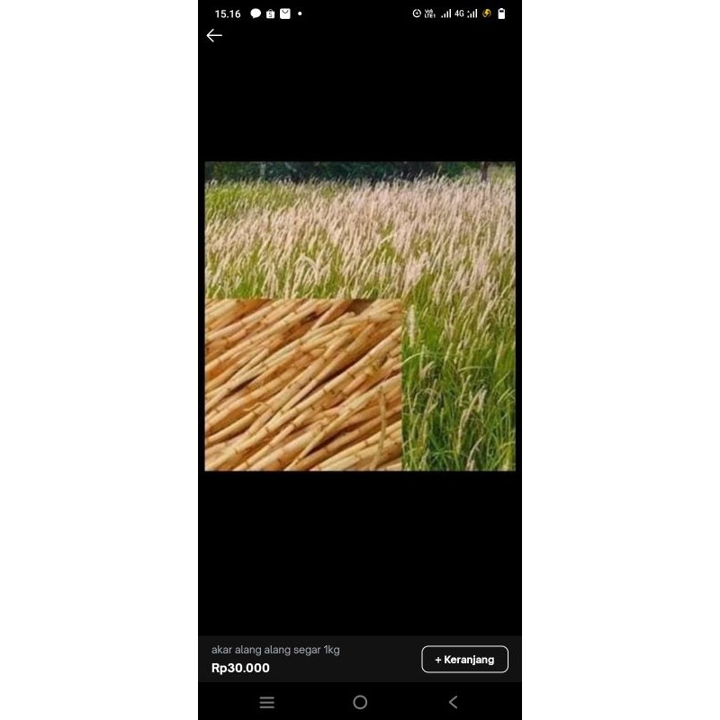 

Promo Akar alang-alang segar 500gr bersih