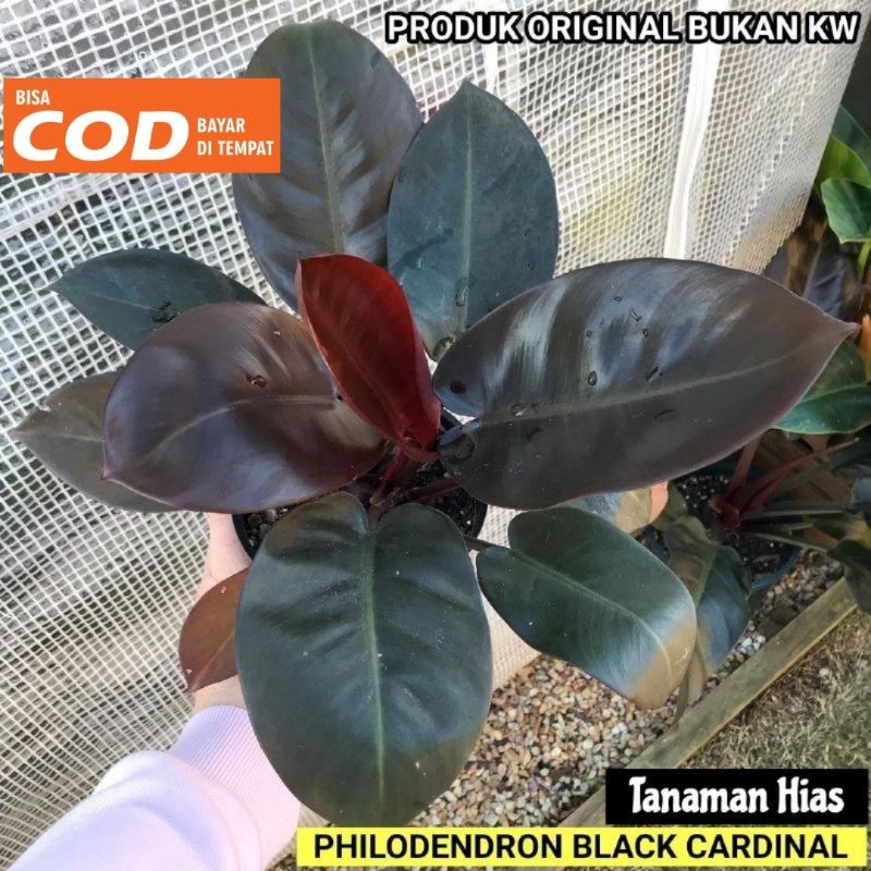 Tanaman hias philodendron black cardinal - Black cardinal
