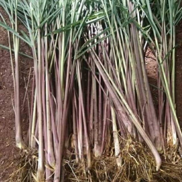 

Kampung Kuring12 1 kg sereh merah sereh wangi