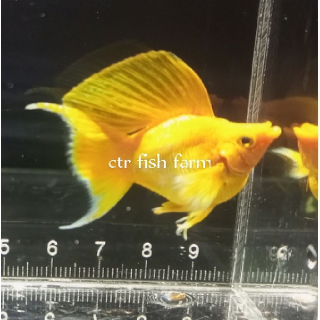 molly balon super gold lyretail