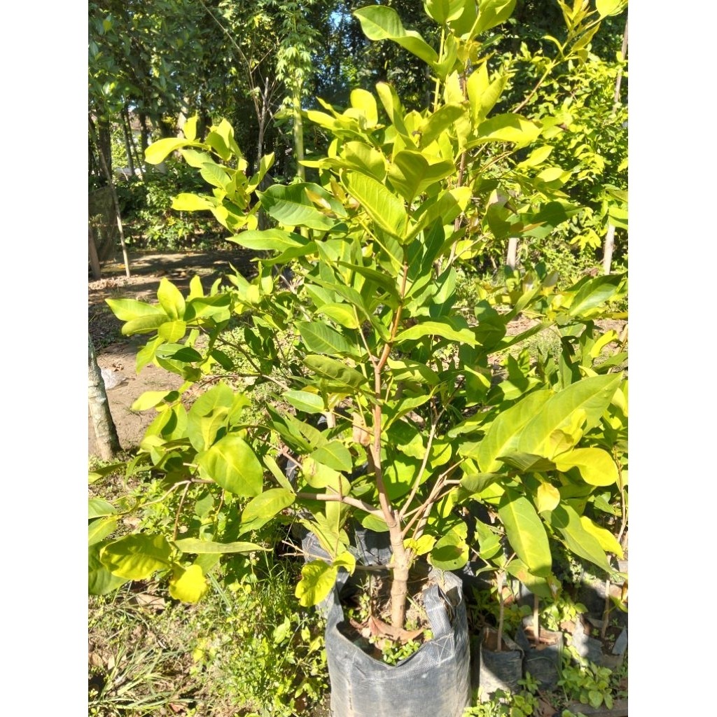 (CANGKOKAN ) jambu air Green Giant / Black Kingkong okulasi..