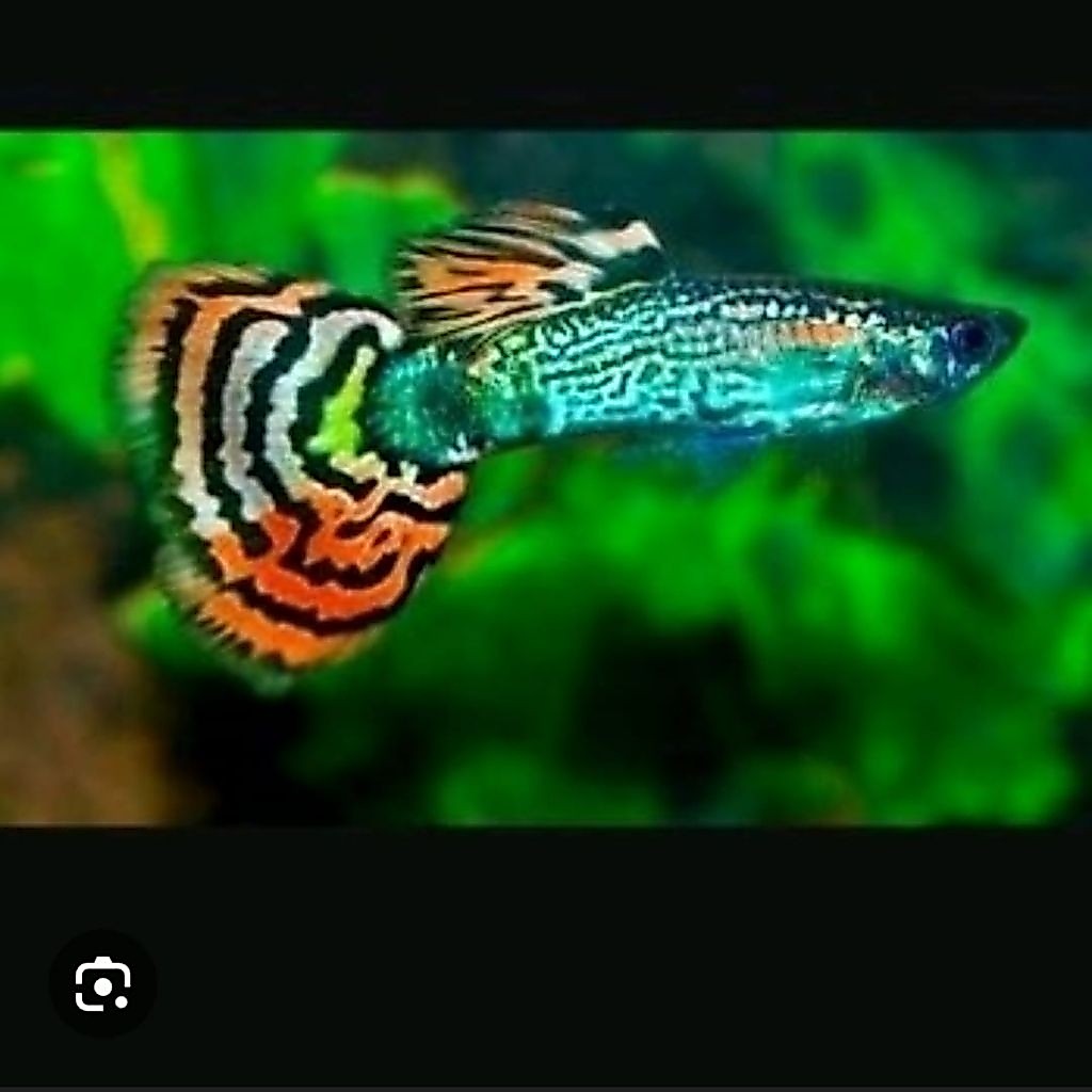 ikan guppy cendolan (jantan)
