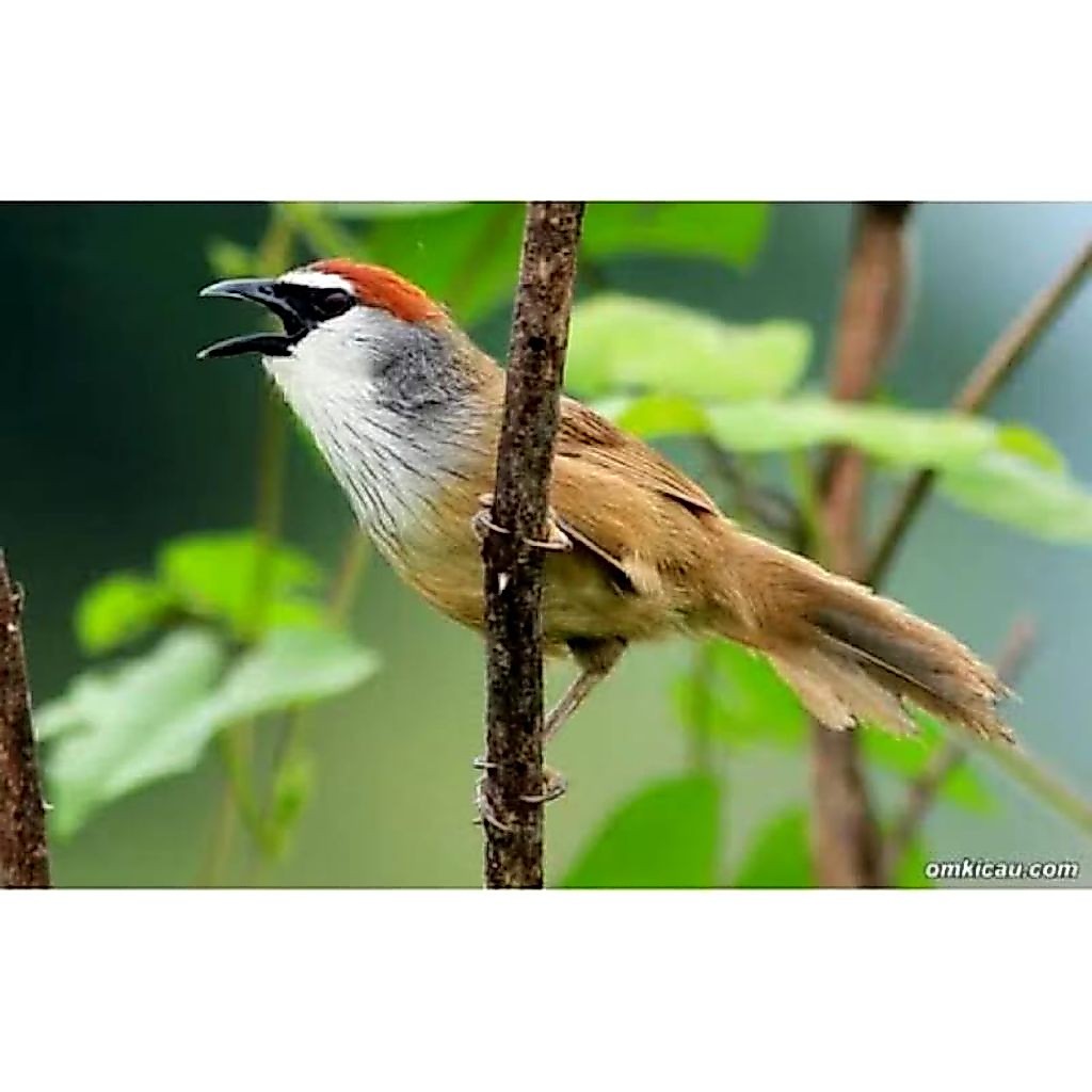 Burung Kaso Kaso Jantan Rawatan