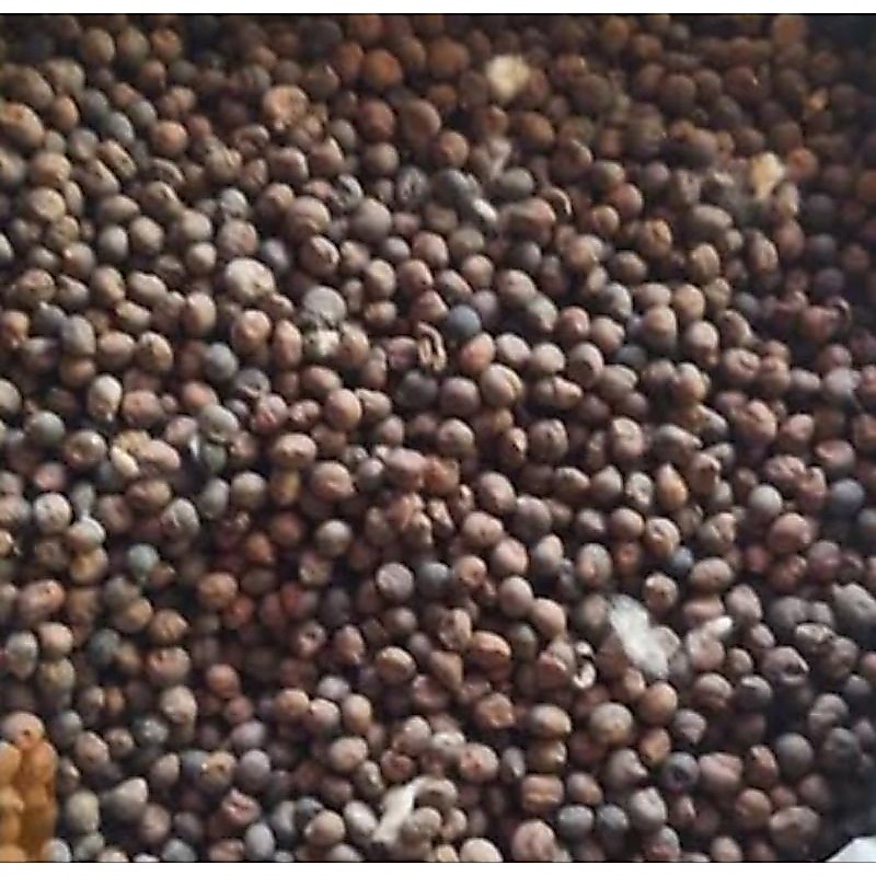 Biji kapuk randu / klenteng (grosir) 1kg