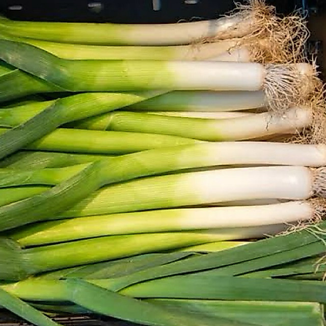 KIRIM INSTAN DAUN BAWANG DAUN SELEDRI / DAUN BAWANG SEGAR / DAUN SELEDRI SEGAR / DAUN BAWANG SELEDRI