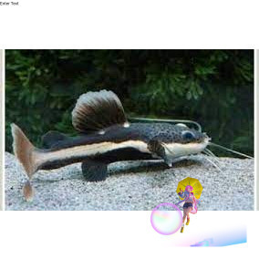 Predator RTC TSN LEOPARD CATFISH -unyu-unyu