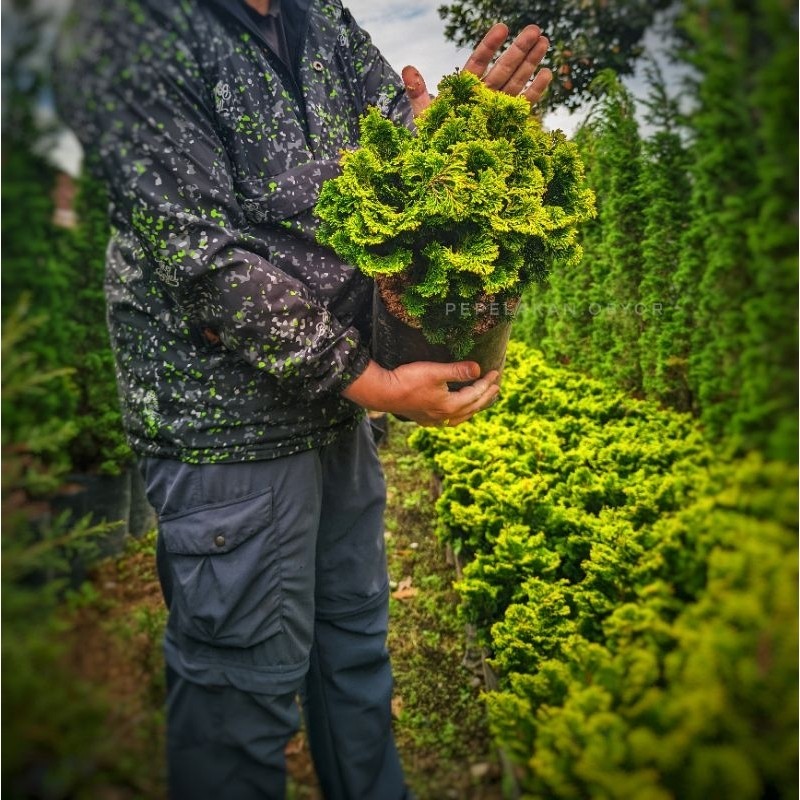 Bonsai Cemara Hinoki Japan Cypress Golden daun Micro Bulat Rimbun besar siap pajang - bonus pot dan 