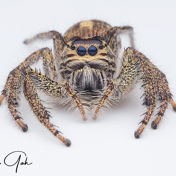 HYLLUS GIGANTEUS (JUMPING SPIDER)