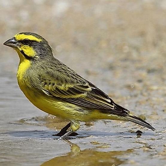 TERBARUUU burung mozambik afrika import pilihan