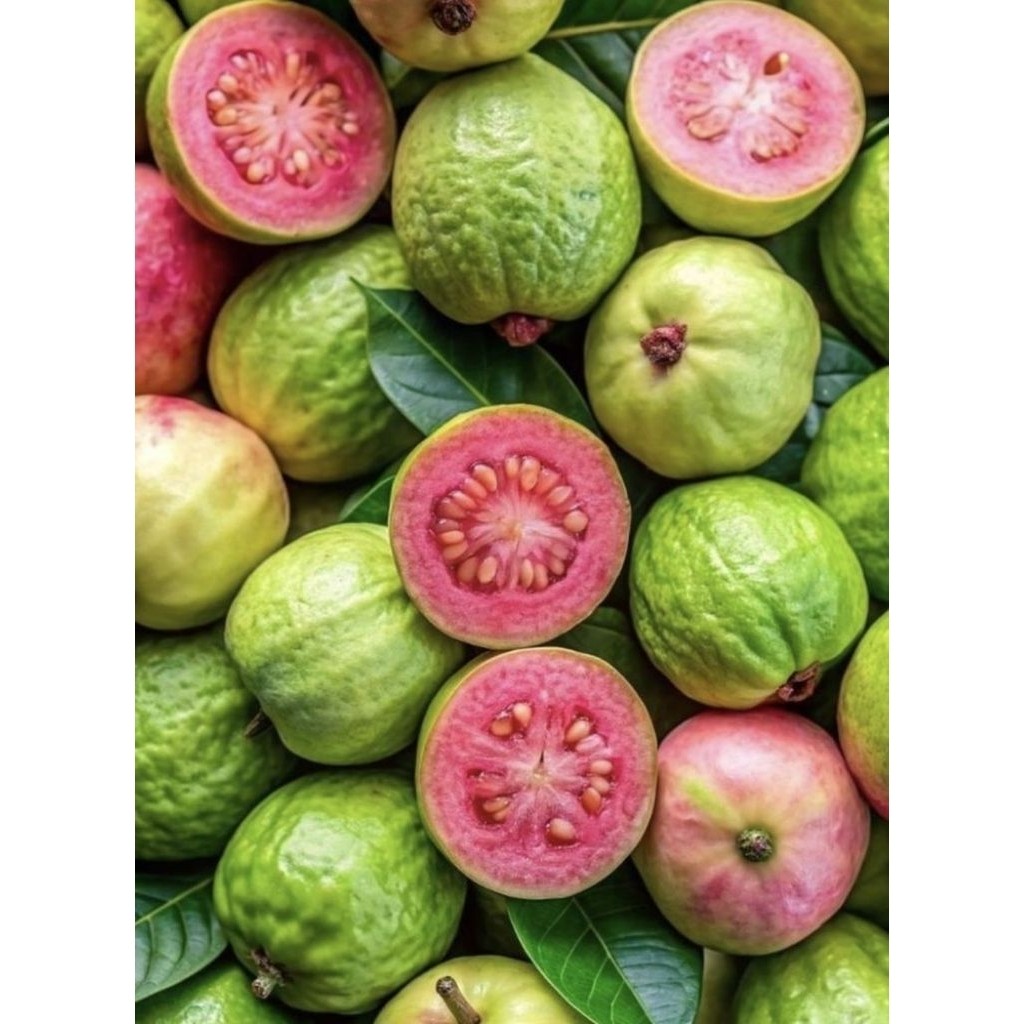 

JAMBU BIJI MERAH 1KG / GUAVA / REED SEED JAMBU / FRESH FRUIT / FRUIT / BUAH BUAHAN SEGAR MURAH