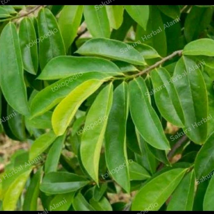 

daun sirsak tua segar 50 lembar