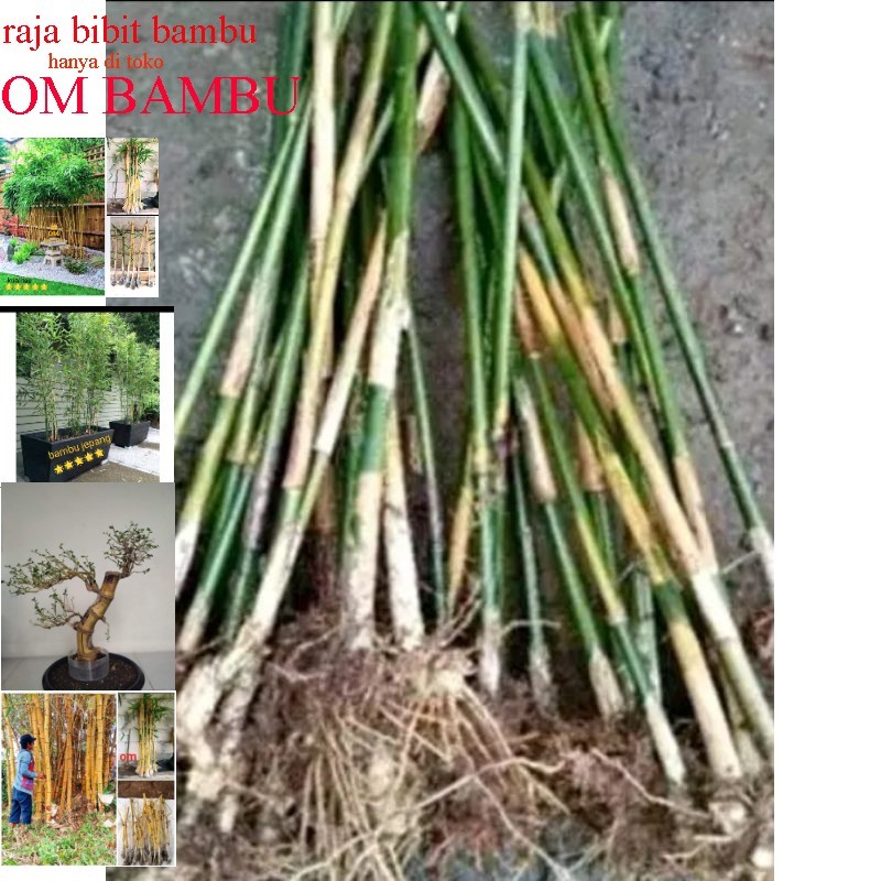Bambu cendani bambu cina  hias tinggi 1 meter