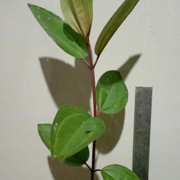 

New Promo tanaman senduduk atau harendong besar tinggi 20 cm