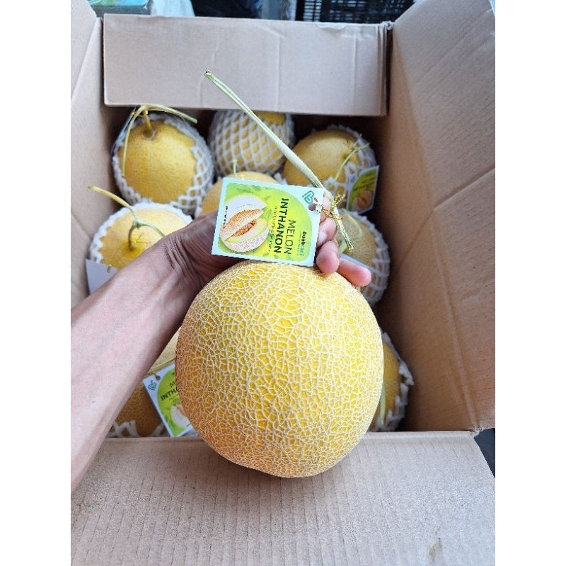 

Melon Inthanon Manis 1700-2000gram Beraroma Lezat